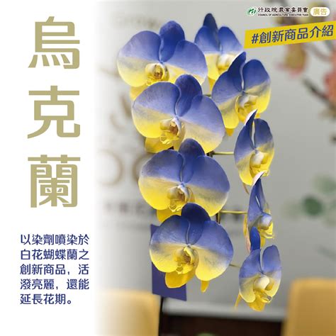 蘭花品種|蘭花品種大全（附圖）：蘭花品種介紹及圖片鑒賞